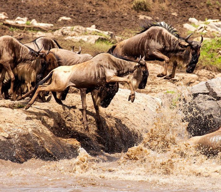 Tanzania_Serengeti_MigrationRiverCrossing-1