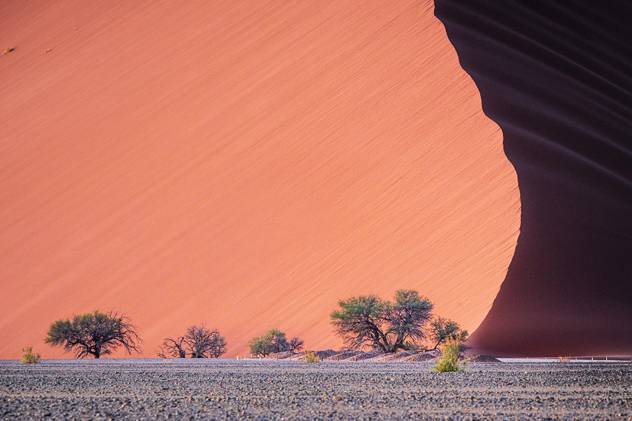 -bushes-sand-dunes