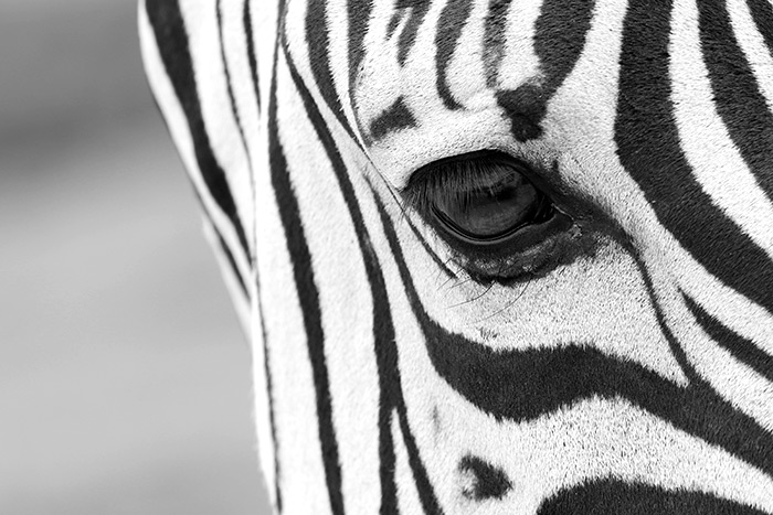 closeup-shot-eye-beautiful-zebra